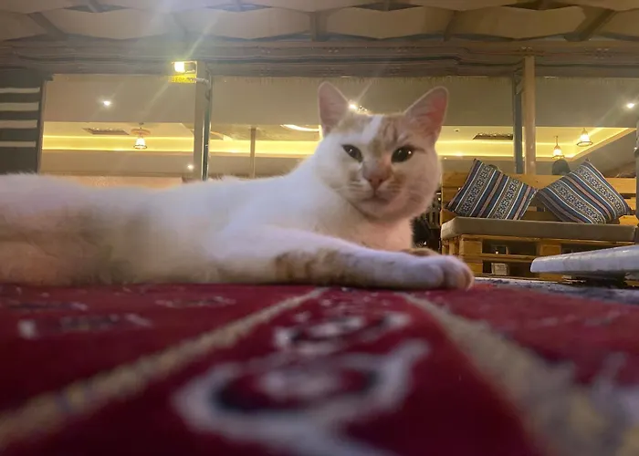 Petra Wassaif Camp