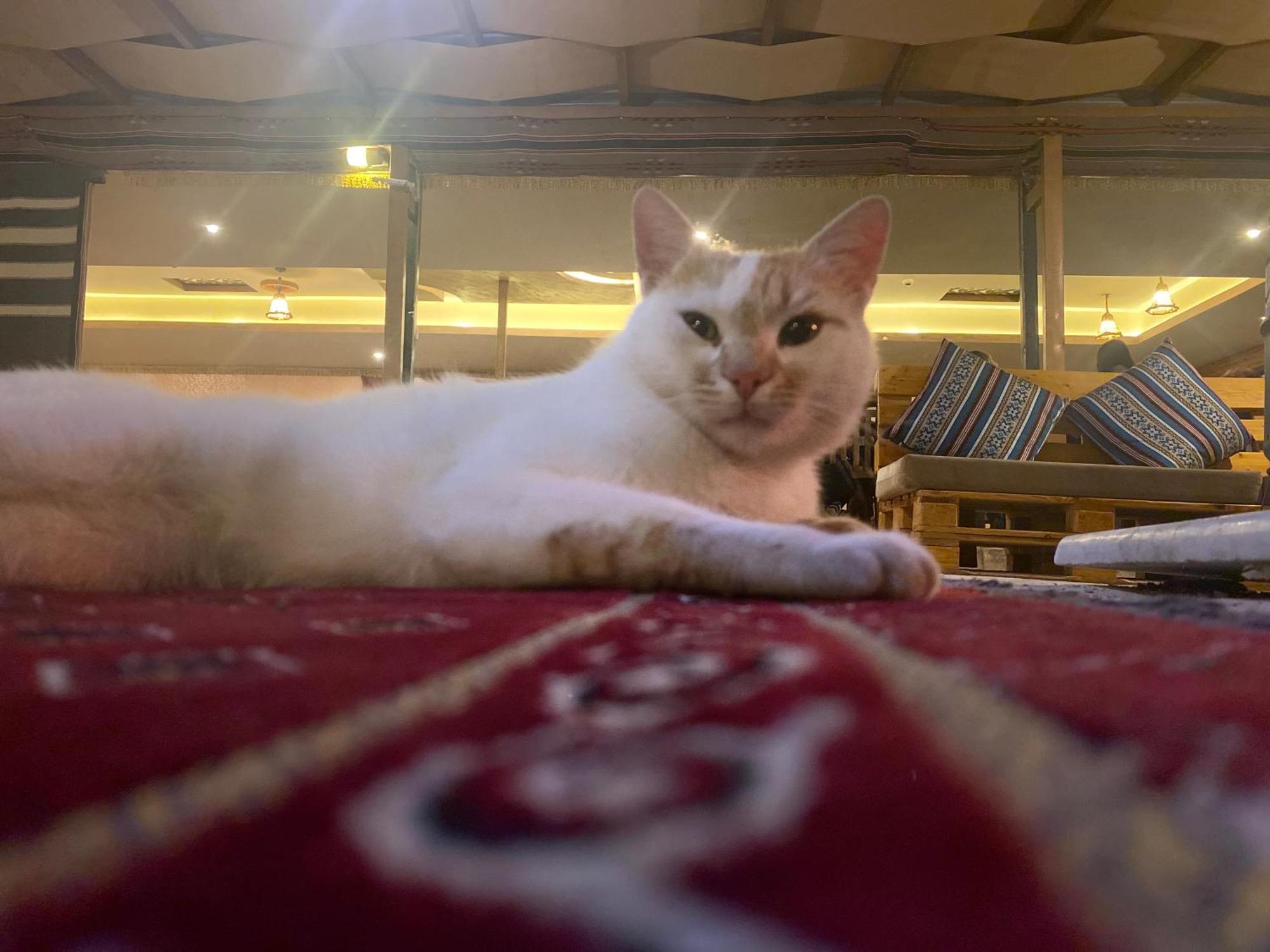 Petra Wassaif Camp Wadi Musa